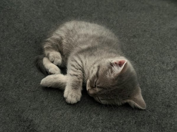 What Unique Characteristics Distinguish British Wildlife?