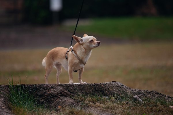 How can you engage your dog with UK wildlife safely?