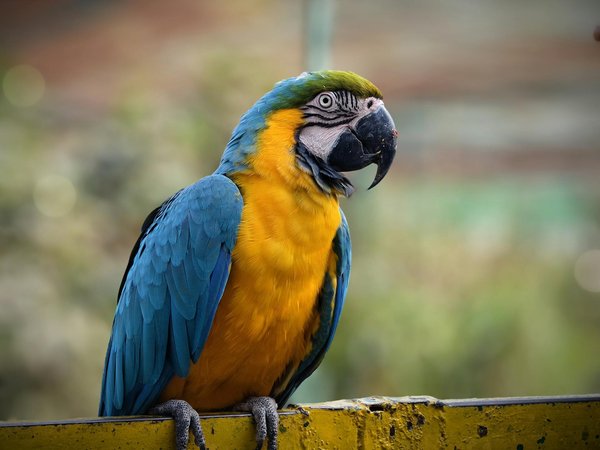 What initiatives are in place to protect UK bird populations?